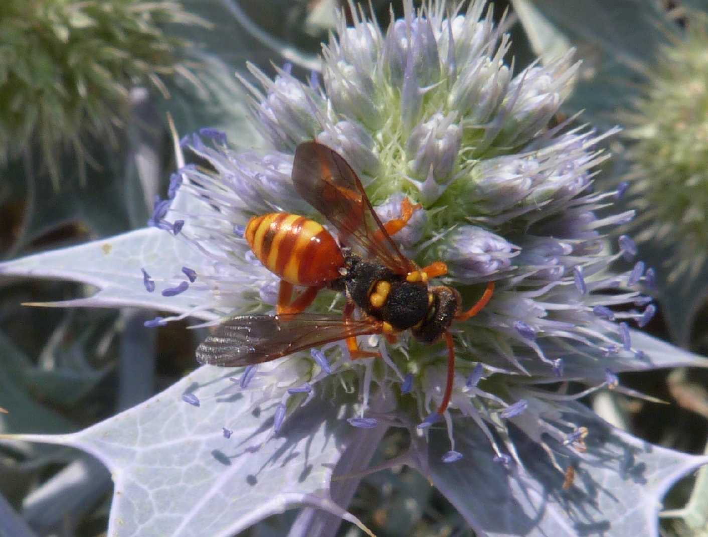 Nomada numida - Porto Liscia (OT)